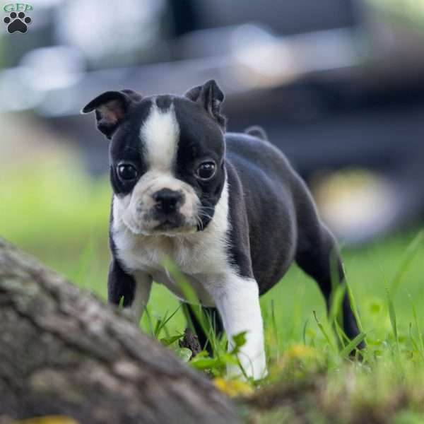 Kody, Boston Terrier Puppy